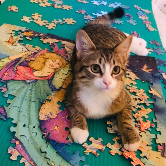 Meet your Posher, Paisley - Picture 6 of 8